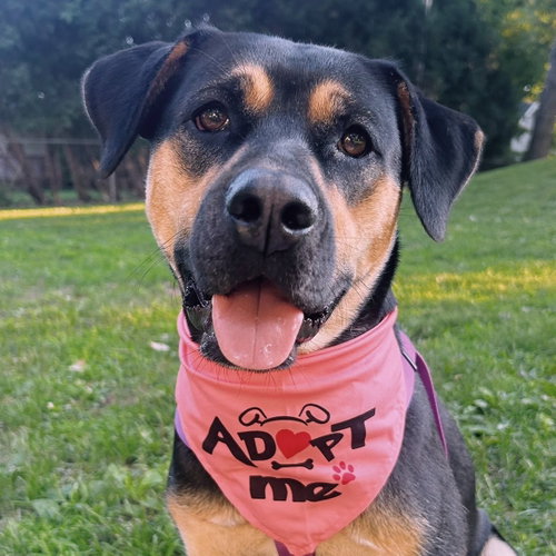 Laney, an adoptable Unknown breed in Normal, IL