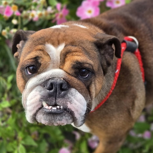 Petunia