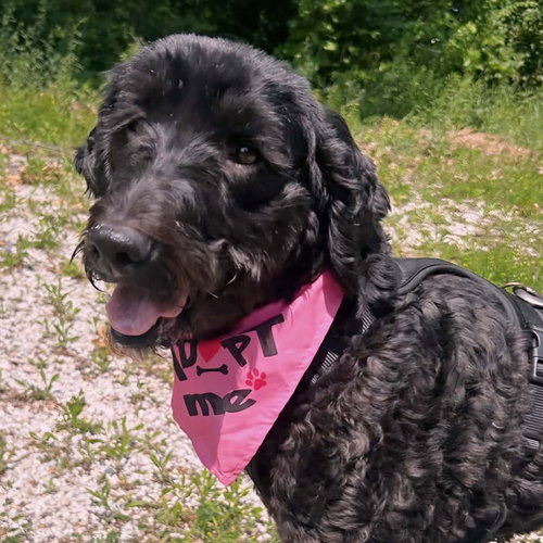 Midnight, an adoptable Golden Retriever in Normal, IL