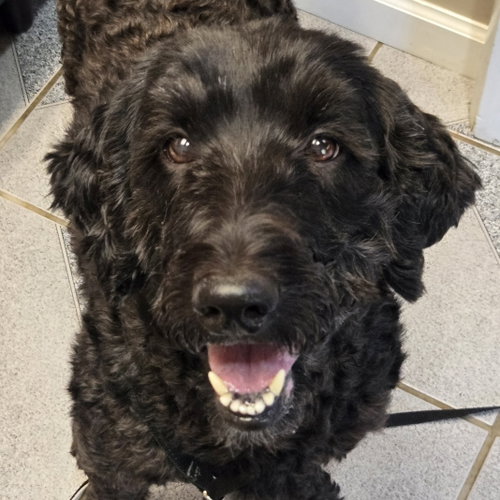 Midnight, an adoptable Golden Retriever in Normal, IL