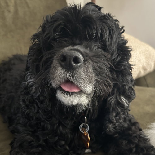 Simone, an adoptable Cocker Spaniel in Normal, IL