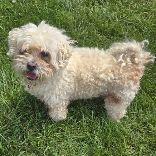 Carson, photo 5