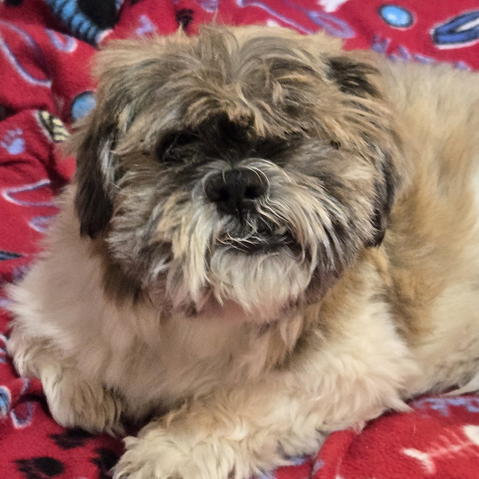 Dudley Duddles, photo 5