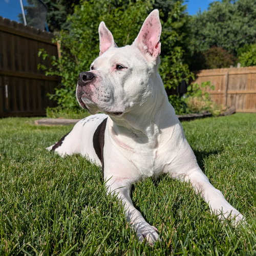 Bella photo 2