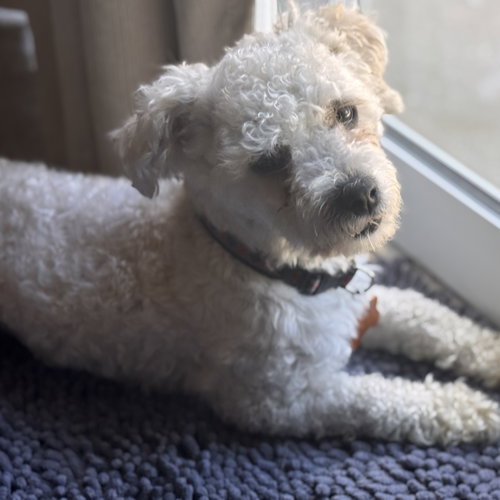 Rupert photo 2