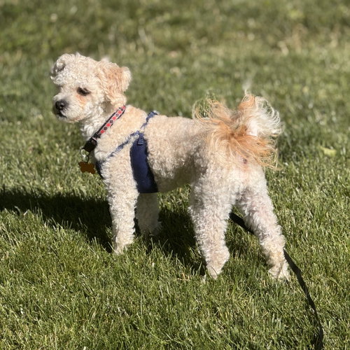 Rupert photo 3