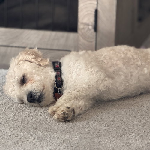 Rupert photo 5