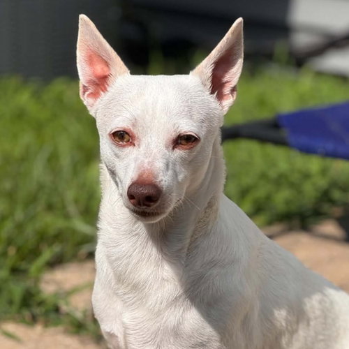 Larry, an adoptable Chihuahua in Normal, IL