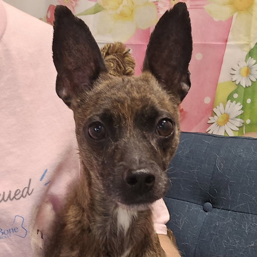 Granite, an adoptable Chihuahua in Normal, IL