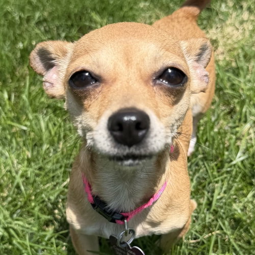 Posey, an adoptable Chihuahua in Normal, IL