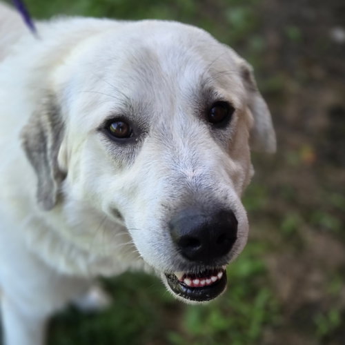 Rover, an adoptable Great Pyrenees in Normal, IL