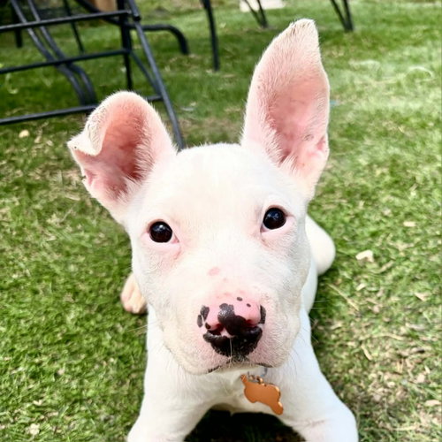 Tilly, an adoptable Pit Bull Terrier in Normal, IL