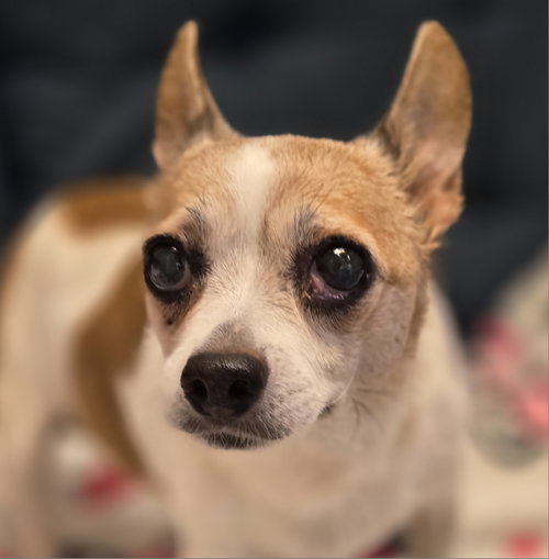 Hera
