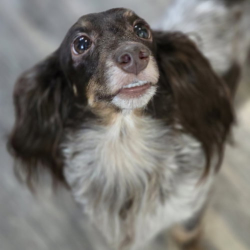 Polly photo 5