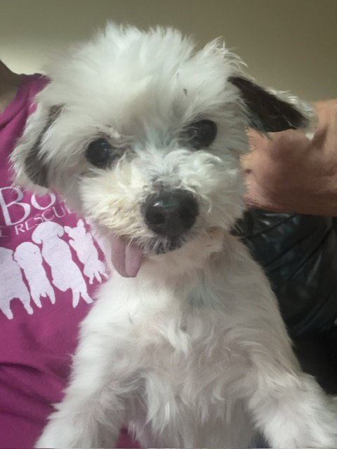 YoYo, an adoptable Maltese in Normal, IL