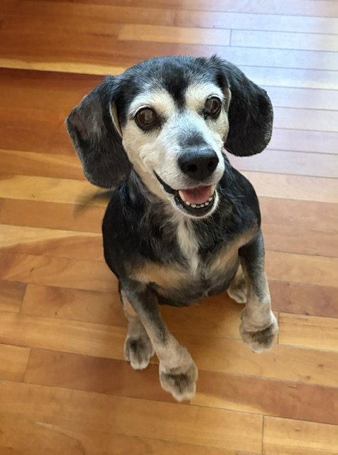 Cocomelon, an adoptable Beagle in Normal, IL