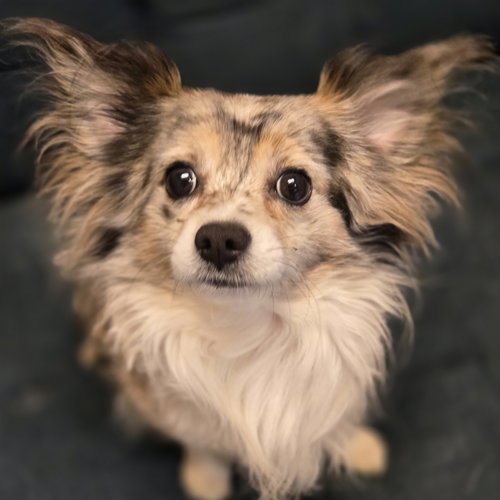 Cri-Kee, an adoptable Pomeranian in Normal, IL