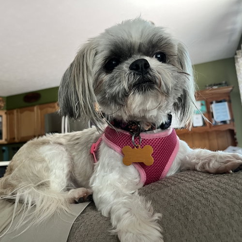 picture of the dog needing adoption