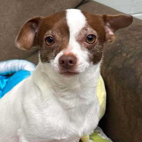picture of the dog needing adoption