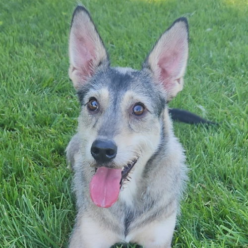 Cosmo