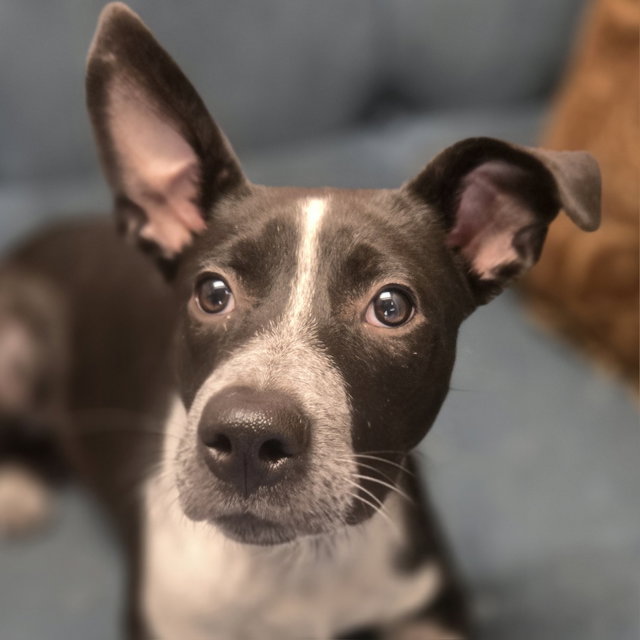 Uno, a Australian Cattle Dog/Blue Heeler / Mixed · 1 Year