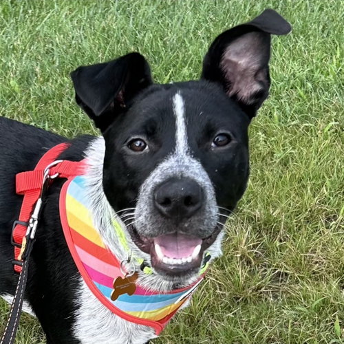 Uno, a dog for adoption from Wish Bone Canine Rescue