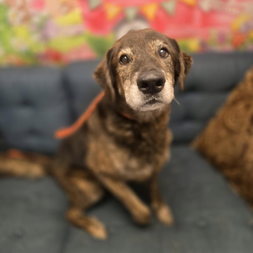 Oscar, photo 3