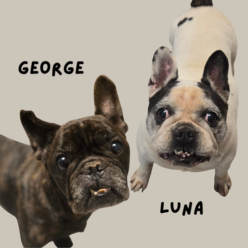 Luna, photo 2