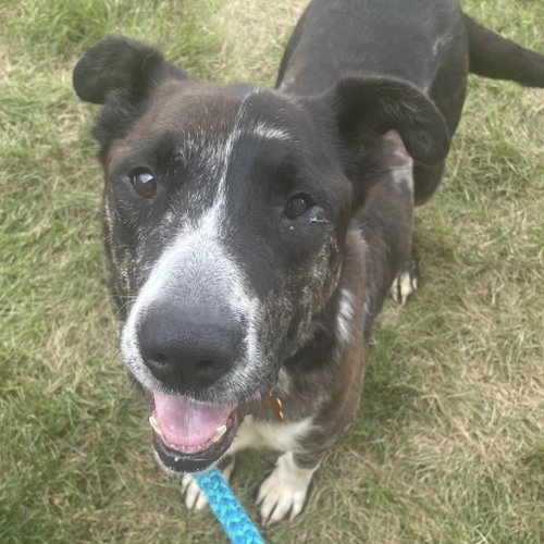 Rudolph, a dog for adoption from Wish Bone Canine Rescue