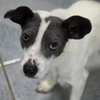 Squirrel — Normal, IL Adoption