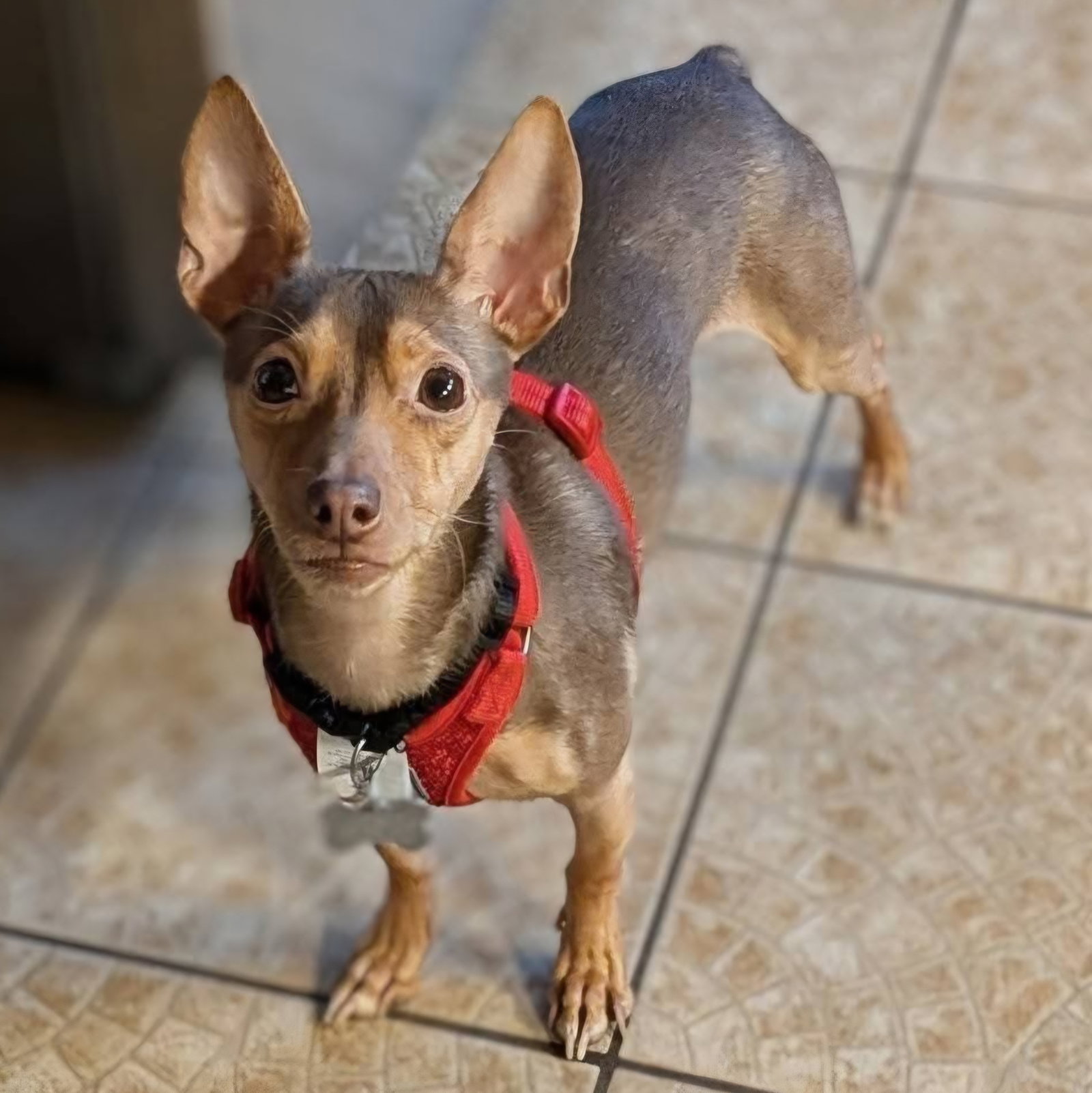 Petey, photo 2