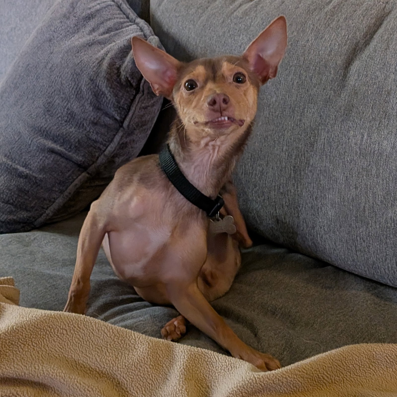 Petey, photo 5