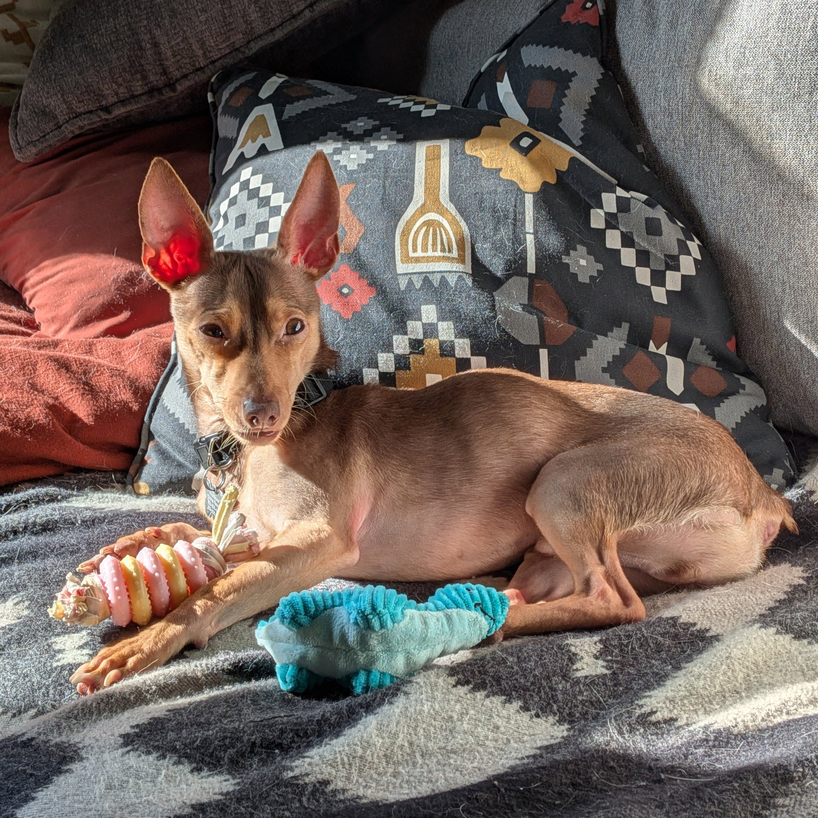 Petey, photo 4