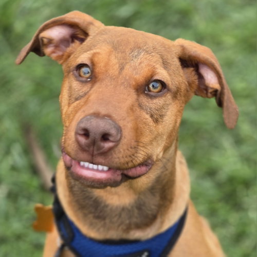 Kori, a dog for adoption from Wish Bone Canine Rescue