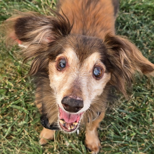 picture of the dog needing adoption