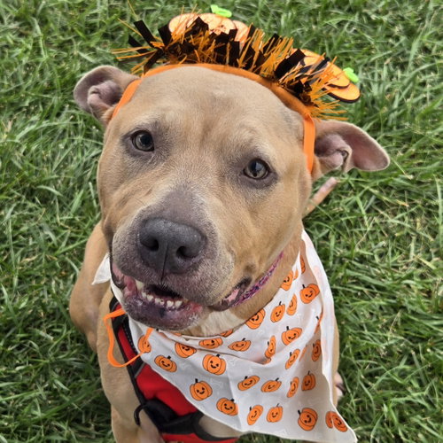 Juniper, a dog for adoption from Wish Bone Canine Rescue