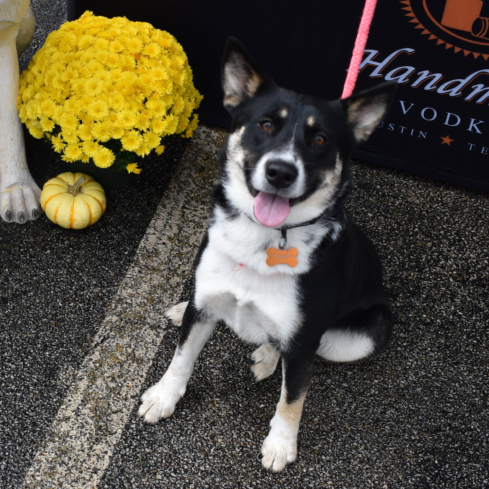 Macie, photo 2