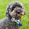 Walter — Normal, IL Adoption