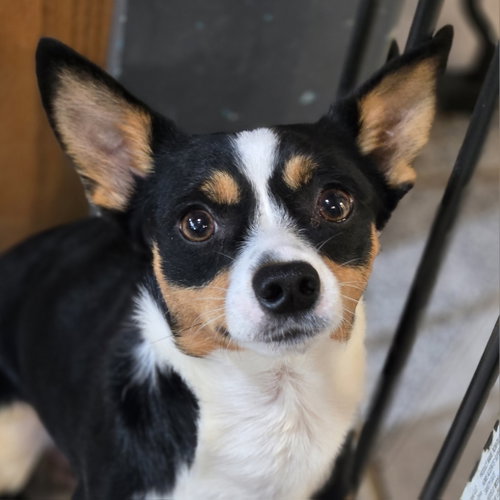 Eddie, a dog for adoption from Wish Bone Canine Rescue