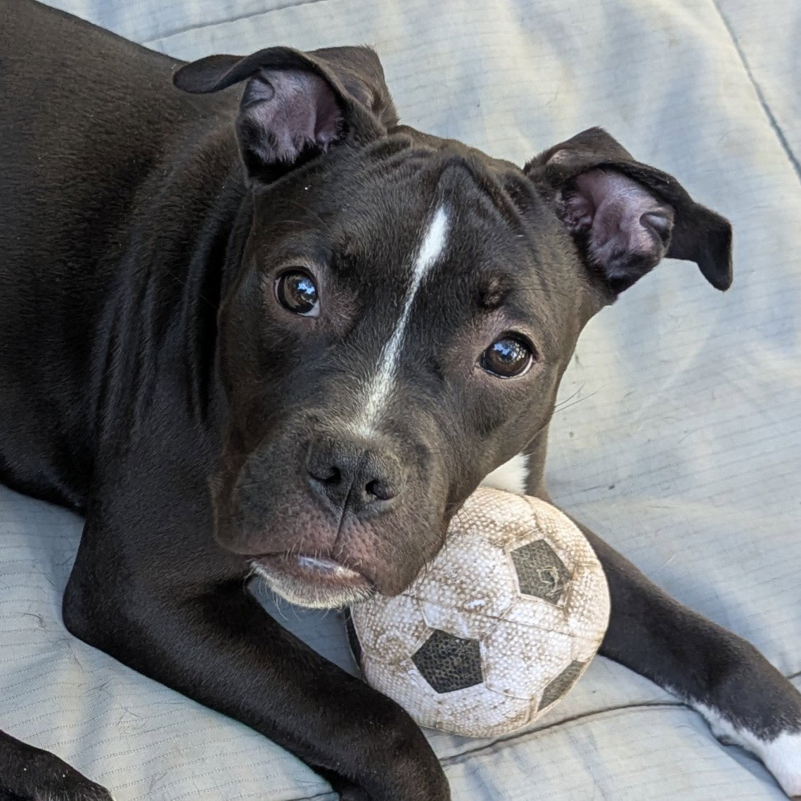 Doris