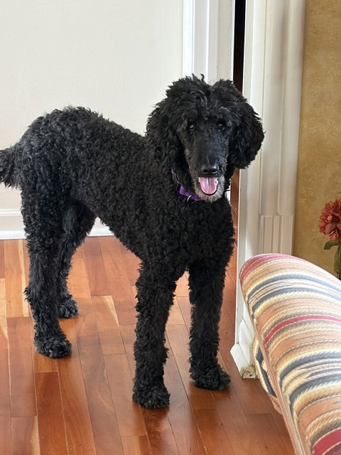 Maggie, a dog for adoption from Wish Bone Canine Rescue