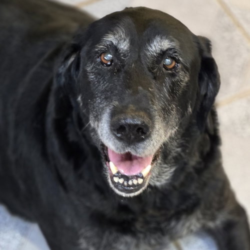 Missy, a dog for adoption from Wish Bone Canine Rescue