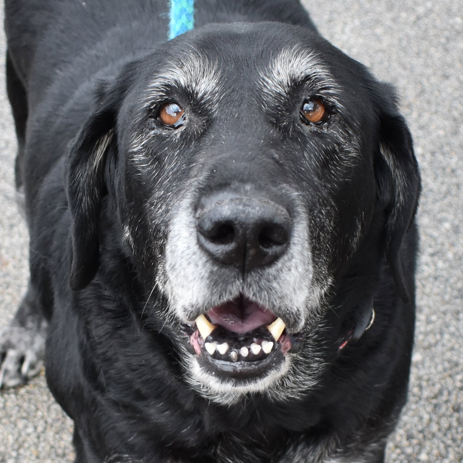 Missy, photo 2