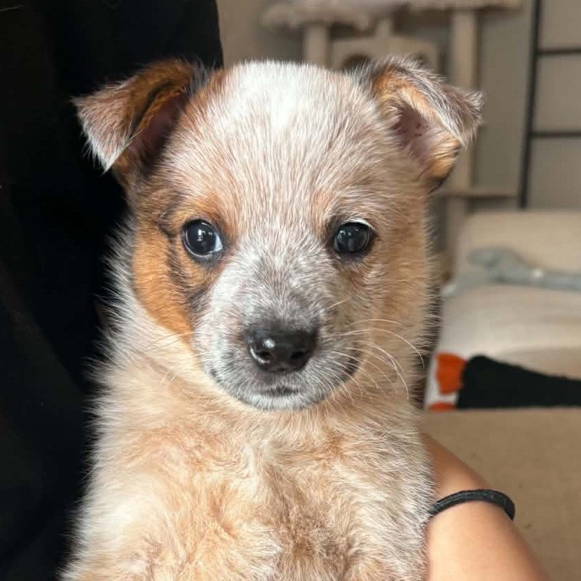 Captain Morgan, Australian Cattle Dog/Blue Heeler