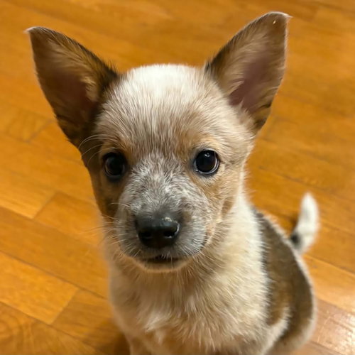 Captain Morgan, a dog for adoption from Wish Bone Canine Rescue