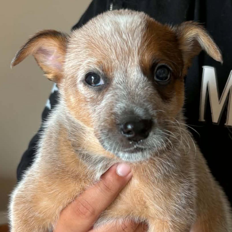 Smirnoff, Australian Cattle Dog/Blue Heeler