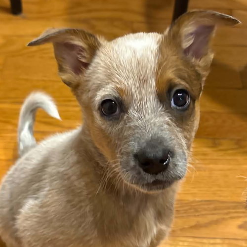 Smirnoff, a dog for adoption from Wish Bone Canine Rescue