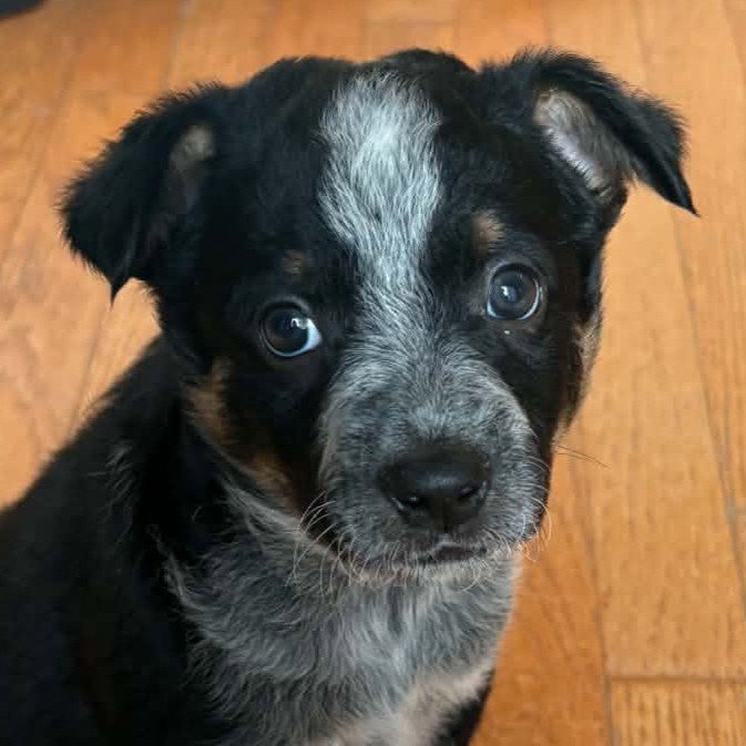 Budweiser, Australian Cattle Dog/Blue Heeler