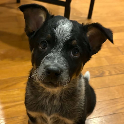 Budweiser, a dog for adoption from Wish Bone Canine Rescue