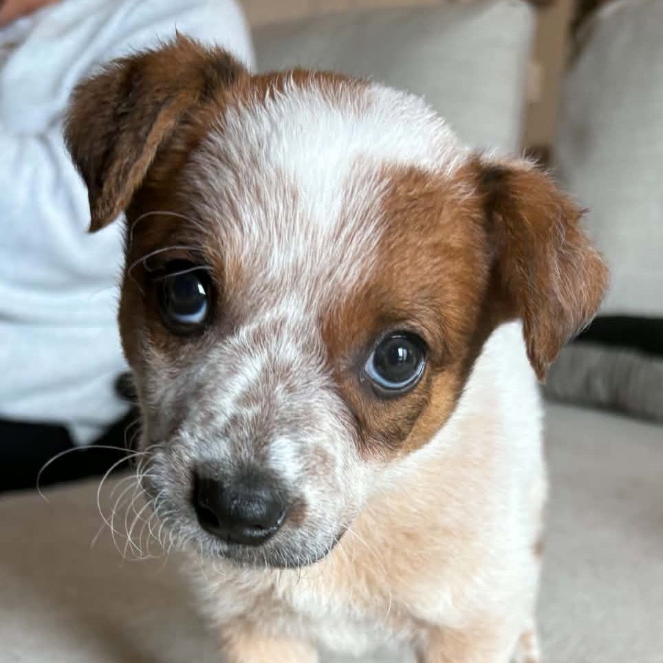 Mai Tai, Australian Cattle Dog/Blue Heeler